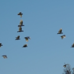 Cacatua sanguinea (Little Corella) at Tharwa, ACT - 1 Dec 2018 by michaelb