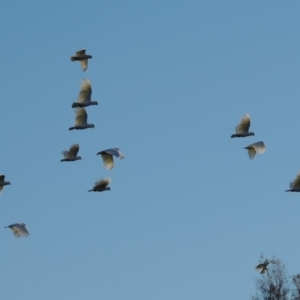 Cacatua sanguinea at Tharwa, ACT - 1 Dec 2018