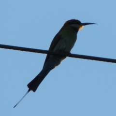 Merops ornatus (Rainbow Bee-eater) at Tharwa, ACT - 1 Dec 2018 by michaelb