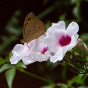 Heteronympha merope at Aranda, ACT - 4 Dec 2018 02:49 PM