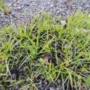 Cyperus sphaeroideus at Tharwa, ACT - 1 Dec 2018 07:51 PM