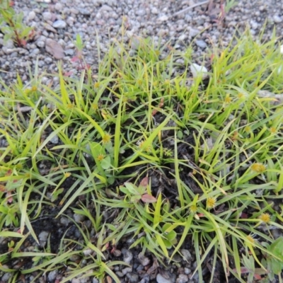 Cyperus sphaeroideus (Scented Sedge) at Tharwa, ACT - 1 Dec 2018 by michaelb