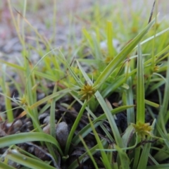 Cyperus sphaeroideus at Tharwa, ACT - 1 Dec 2018 07:51 PM