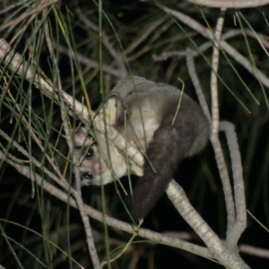 Petaurus notatus at Majura, ACT - 6 Dec 2018 09:06 PM