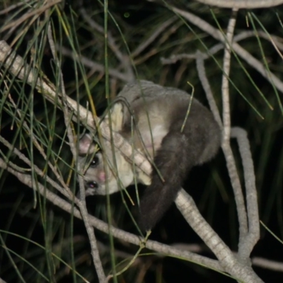 Petaurus notatus (Krefft’s Glider, Sugar Glider) at Majura, ACT - 6 Dec 2018 by WalterEgo