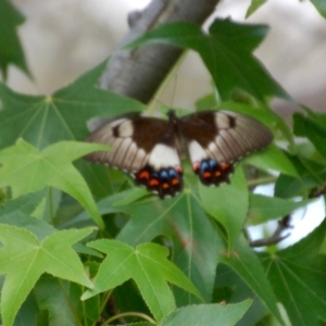 Papilio aegeus at Aranda, ACT - 5 Dec 2018 03:27 PM