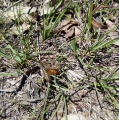 Synemon collecta (Striated Sun Moth) at Googong, NSW by samreid007