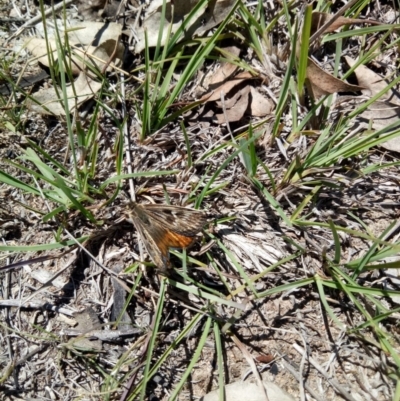 Synemon collecta (Striated Sun Moth) at Googong, NSW by samreid007