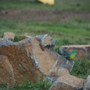 Psephotus haematonotus at Bango, NSW - 10 Mar 2006