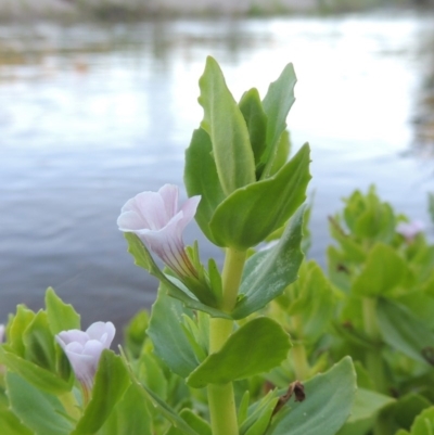 Gratiola peruviana (Australian Brooklime) at Paddys River, ACT - 1 Dec 2018 by MichaelBedingfield