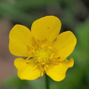 Ranunculus repens at Coree, ACT - 20 Nov 2018