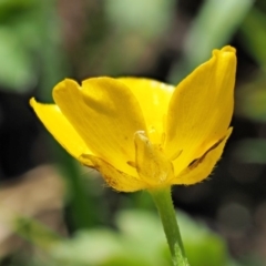 Ranunculus repens at Coree, ACT - 20 Nov 2018