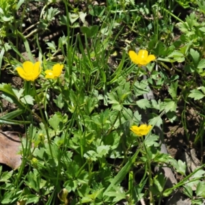 Ranunculus repens at Coree, ACT - 20 Nov 2018