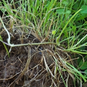 Ranunculus repens at Coree, ACT - 20 Nov 2018