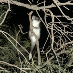 Pseudocheirus peregrinus (Common Ringtail Possum) at Mount Ainslie - 6 Dec 2018 by WalterEgo