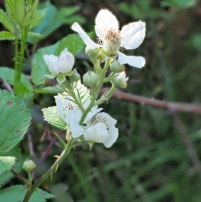 Rubus anglocandicans (Blackberry) at Coree, ACT - 19 Nov 2018 by KenT