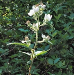 Rubus anglocandicans at Coree, ACT - 20 Nov 2018