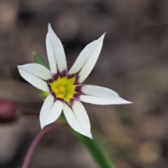 Sisyrinchium rosulatum (Scourweed) at Coree, ACT - 4 Dec 2018 by KenT