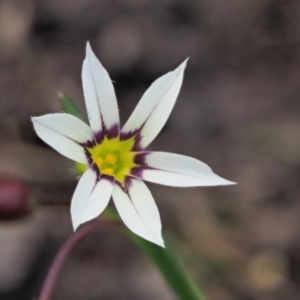 Sisyrinchium rosulatum at Coree, ACT - 4 Dec 2018 11:18 AM