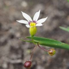 Sisyrinchium rosulatum at Coree, ACT - 4 Dec 2018 11:18 AM