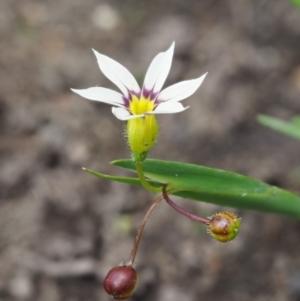 Sisyrinchium rosulatum at Coree, ACT - 4 Dec 2018 11:18 AM