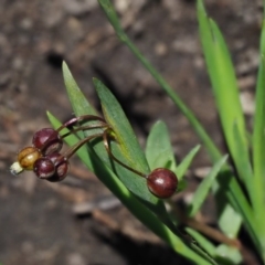 Sisyrinchium rosulatum at Coree, ACT - 4 Dec 2018 11:18 AM