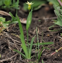 Sisyrinchium rosulatum at Coree, ACT - 4 Dec 2018