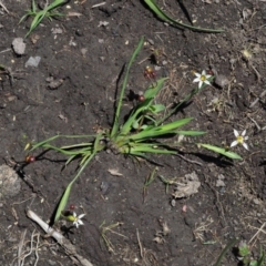 Sisyrinchium rosulatum at Coree, ACT - 4 Dec 2018 11:18 AM