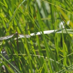 Ptilogyna sp. (genus) at Coree, ACT - 4 Dec 2018