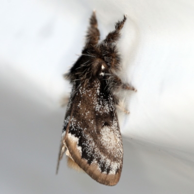 Euproctis marginalis (Margined Browntail Moth) at O'Connor, ACT - 4 Dec 2018 by ibaird