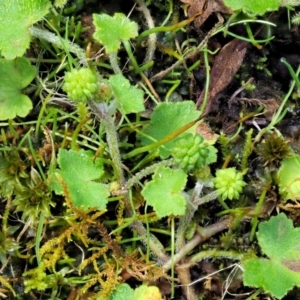 Hydrocotyle hirta at Cotter River, ACT - 30 Nov 2018