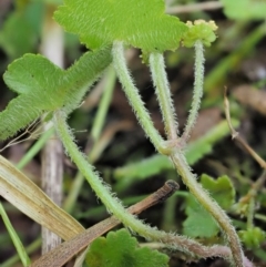 Hydrocotyle hirta at Cotter River, ACT - 30 Nov 2018