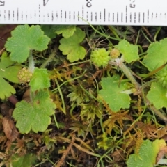 Hydrocotyle hirta at Cotter River, ACT - 30 Nov 2018