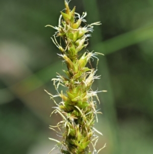 Carex appressa at Cotter River, ACT - 30 Nov 2018