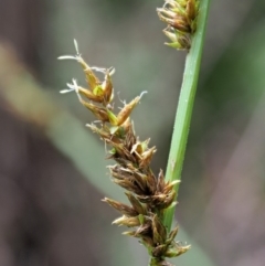Carex appressa at Cotter River, ACT - 30 Nov 2018