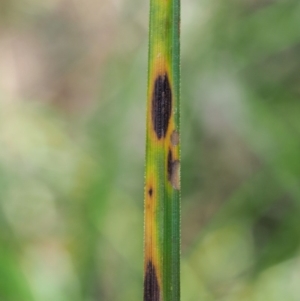 Carex appressa at Cotter River, ACT - 30 Nov 2018