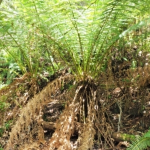 Dicksonia antarctica at Cotter River, ACT - suppressed