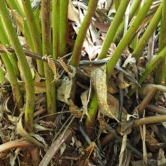 Dicksonia antarctica at Cotter River, ACT - suppressed