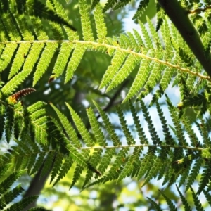 Dicksonia antarctica at Cotter River, ACT - suppressed