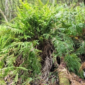 Blechnum minus at Cotter River, ACT - 30 Nov 2018