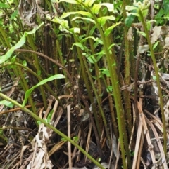 Blechnum minus at Cotter River, ACT - 30 Nov 2018