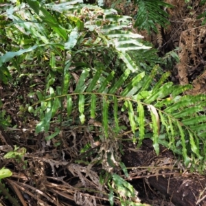 Blechnum minus at Cotter River, ACT - 30 Nov 2018 12:18 PM