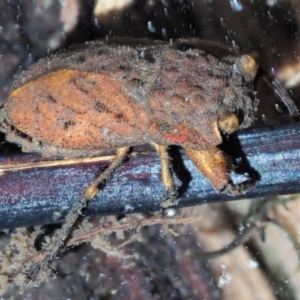 Nerthra sp. (genus) at Cotter River, ACT - 30 Nov 2018 09:24 AM