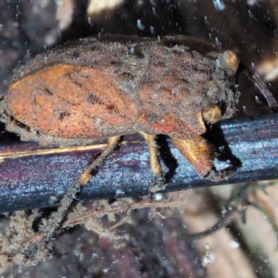 Nerthra sp. (genus) (Toad Bug) at Cotter River, ACT - 30 Nov 2018 by KenT