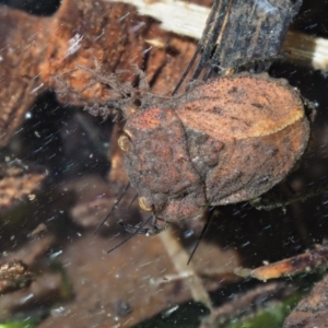 Nerthra sp. (genus) at Cotter River, ACT - 30 Nov 2018