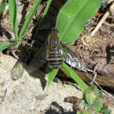 Villa sp. (genus) (Unidentified Villa bee fly) at Macarthur, ACT - 6 Dec 2018 by RodDeb