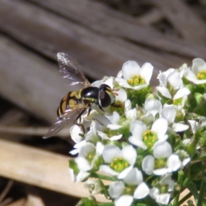 Simosyrphus grandicornis at Macarthur, ACT - 6 Dec 2018 10:39 AM