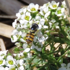 Simosyrphus grandicornis at Macarthur, ACT - 6 Dec 2018 10:39 AM