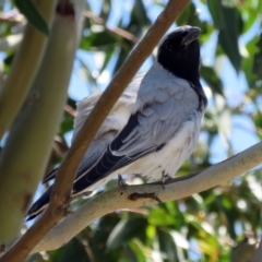 Coracina novaehollandiae (Black-faced Cuckooshrike) at Fyshwick, ACT - 6 Dec 2018 by RodDeb