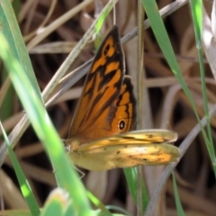 Heteronympha merope (Common Brown Butterfly) at Fyshwick, ACT - 6 Dec 2018 by RodDeb